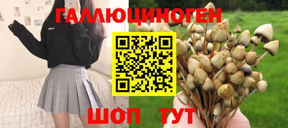 Псилоцибиновые грибы Psilocybe Котельники